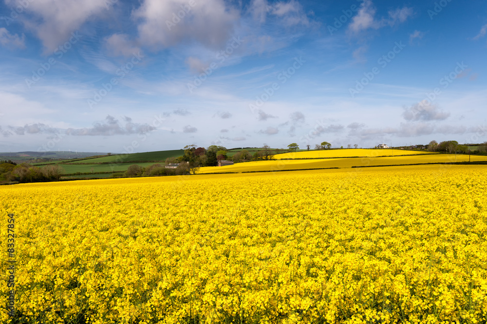 Obraz premium Yellow Fields