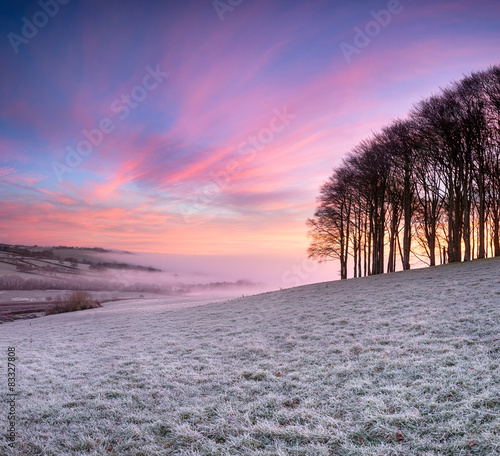 Obraz w ramie Sunrise over Beech Trees