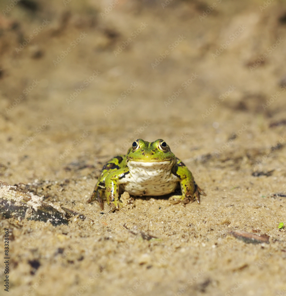 Head of green water frog (Rana lessonae) on the sand, close up Head of green water frog (Rana lessonae) on the sand, close up