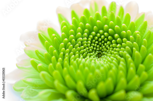 green chrysanthemum isolated on a white background