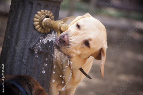 Labrador bebiendo de fuente photo