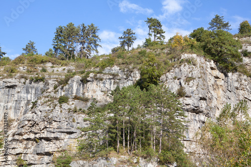 trees growing on cliff