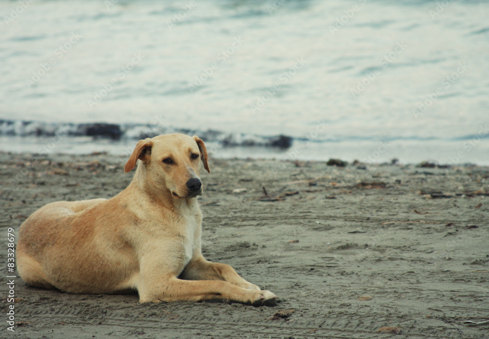 dog on the beach