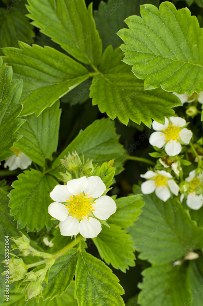 flower strawberries flower strawberries
