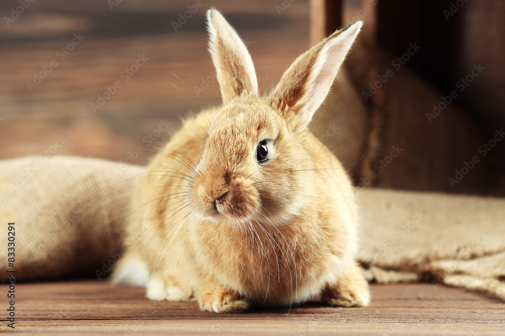 Obraz premium Little rabbit on wooden background