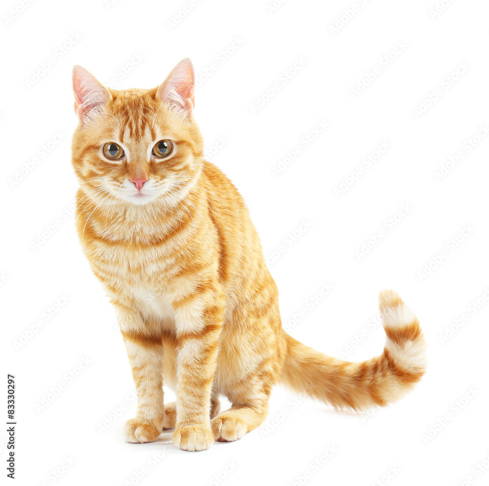 Portrait of red cat isolated on white Portrait of red cat isolated on white