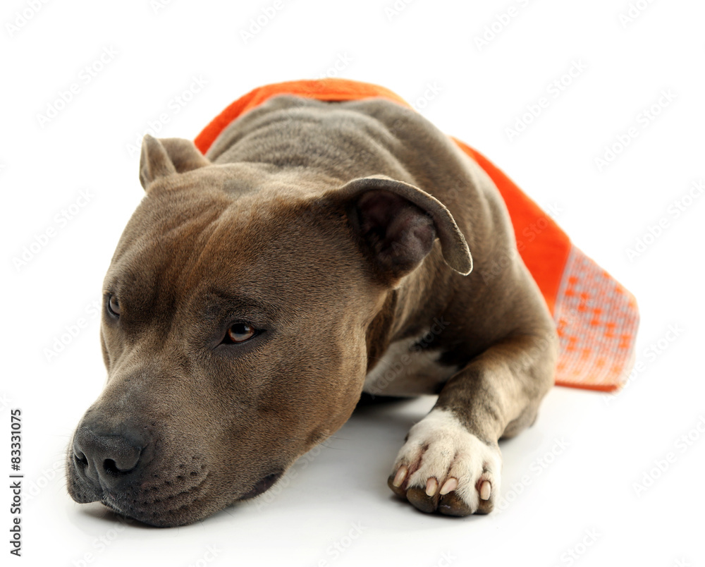 Fototapeta premium American Staffordshire Terrier with towel isolated on white