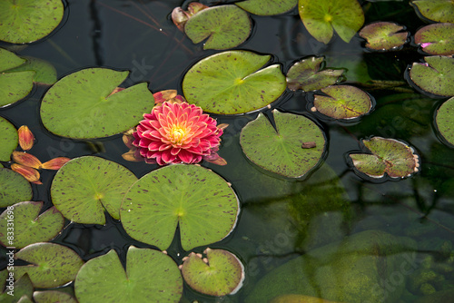floating dahlia in pond with lily pads