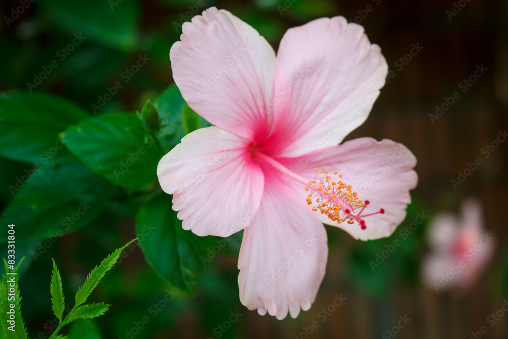 Pink hibiscus. Pink hibiscus.