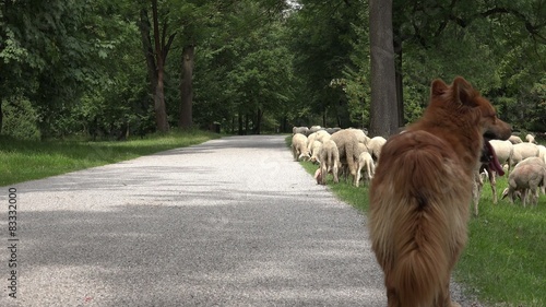 Dog herding sheep in green field photo