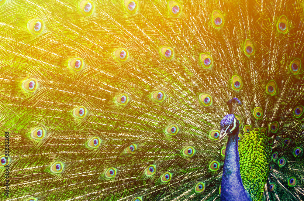 Obraz premium Paw z pięknymi wielobarwnymi piórami