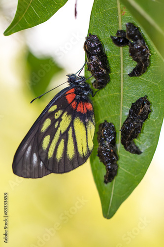 Red-base Jezebell (Delias pasithoe pasithoe) Butterfly with Pupa photo