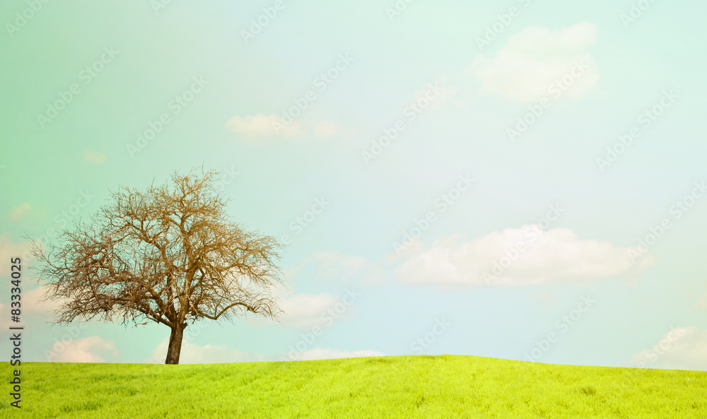 Obraz premium Naked oak tree and beautiful landscape