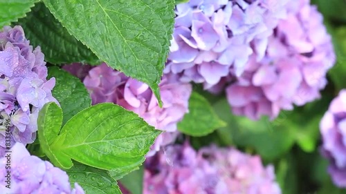 アジサイの花