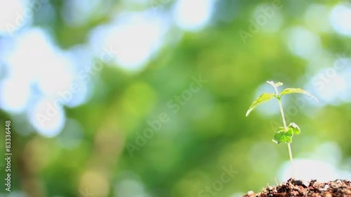 森の中の芽生え