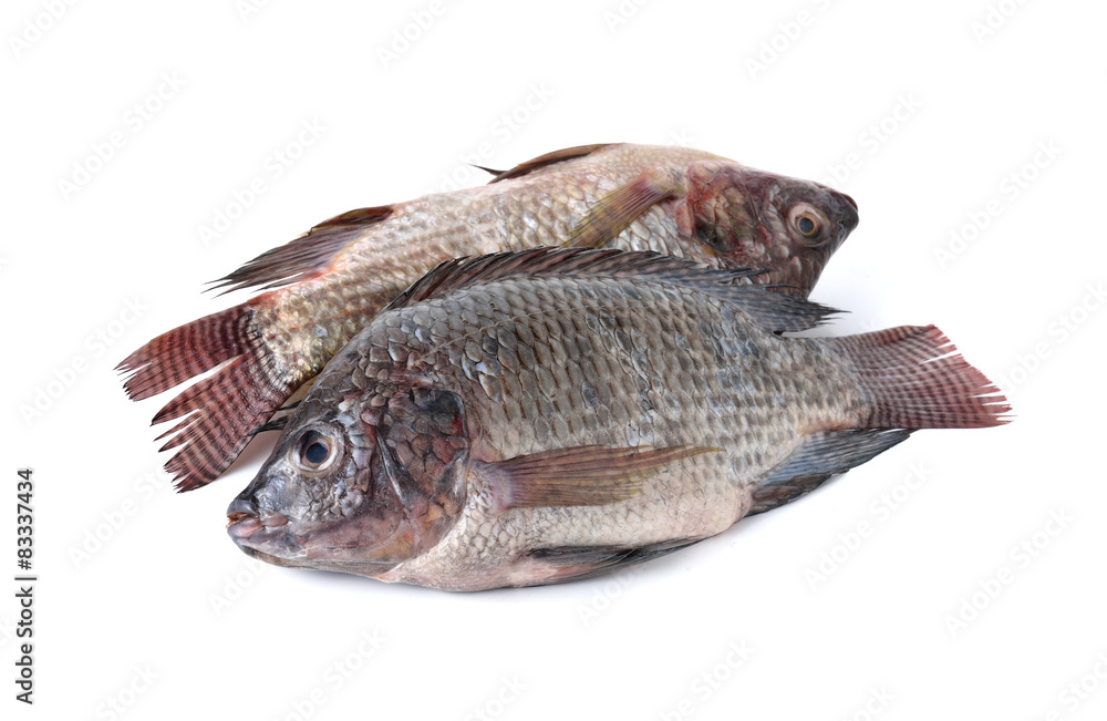 whole round fresh Tilapia fish on white background whole round fresh Tilapia fish on white background