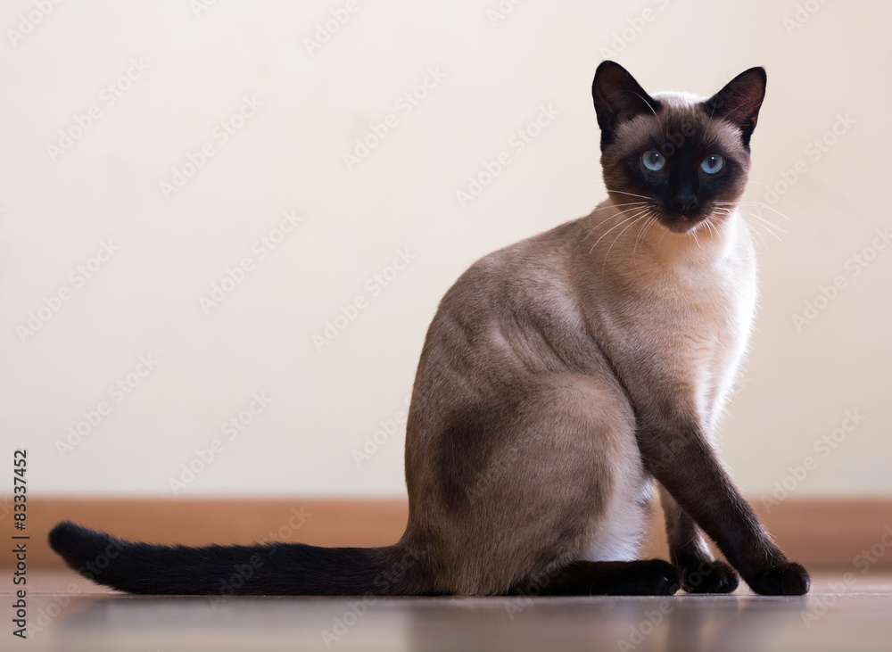 Sitting  and looking Siamese cat