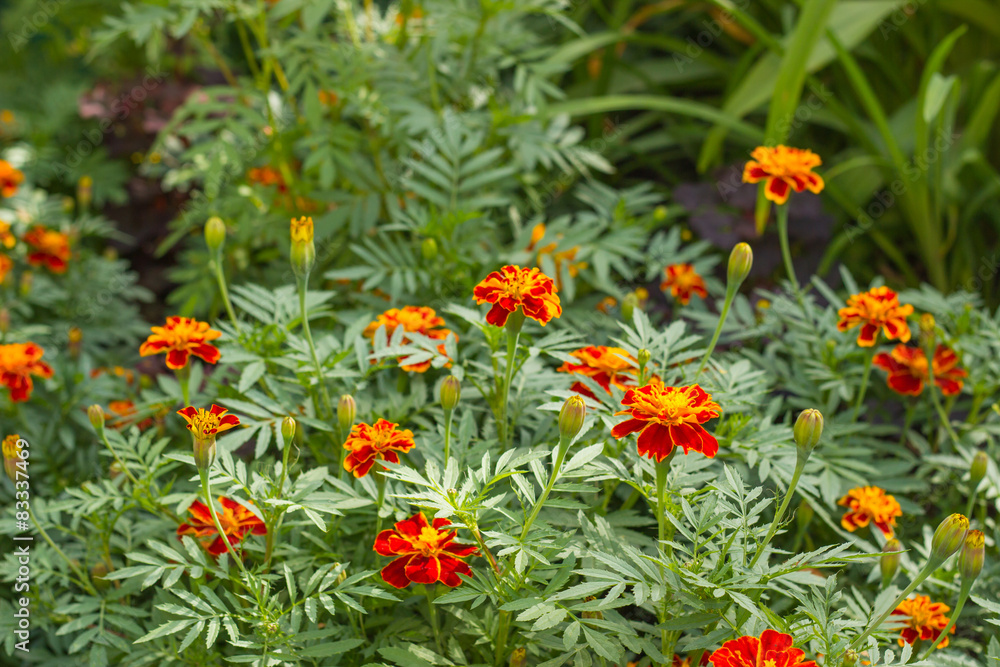 Marigold flowers