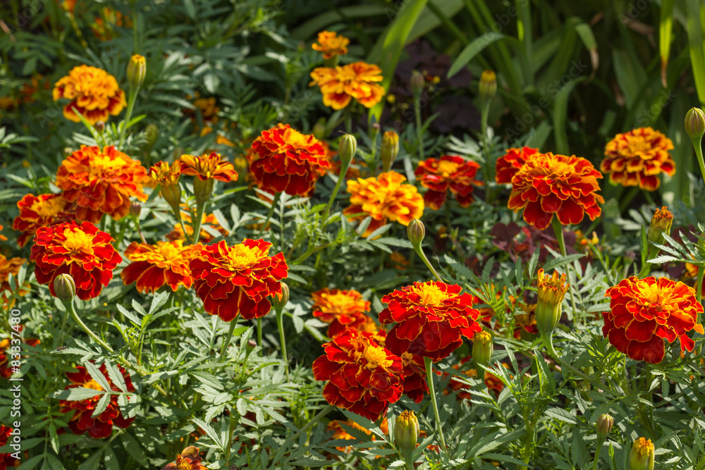 Marigold flowers