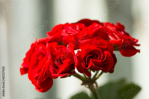 Fototapeta Naklejka Na Ścianę i Meble -  Closeup of Pelargonium hortorum