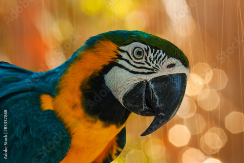 blue and yellow parrots on glod green boken background