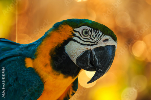 blue and yellow parrots on glod green boken background