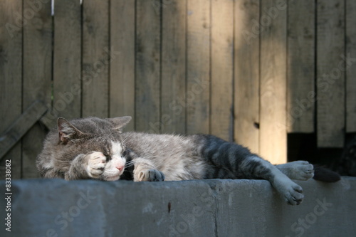 happy cat is sleeping on street