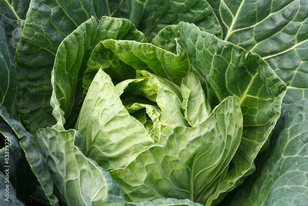 Closeup green cabbages,Organic hydroponic vegetable garden Closeup green cabbages,Organic hydroponic vegetable garden