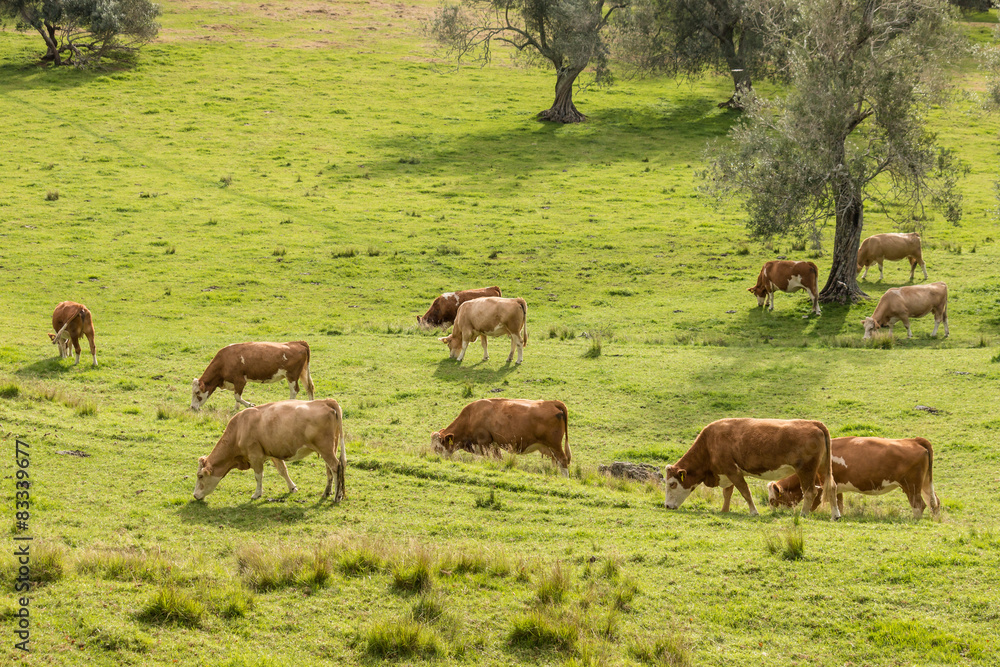 Fototapeta premium brown cows grazing on meadow