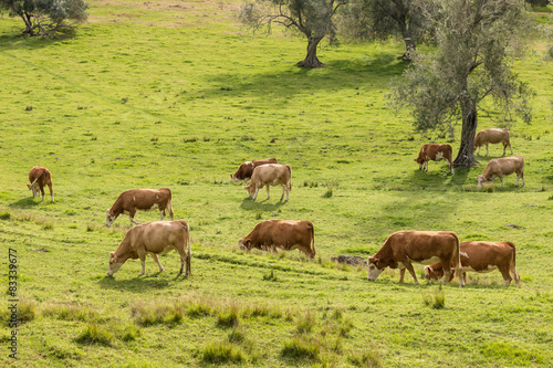 brown cows grazing on meadow
