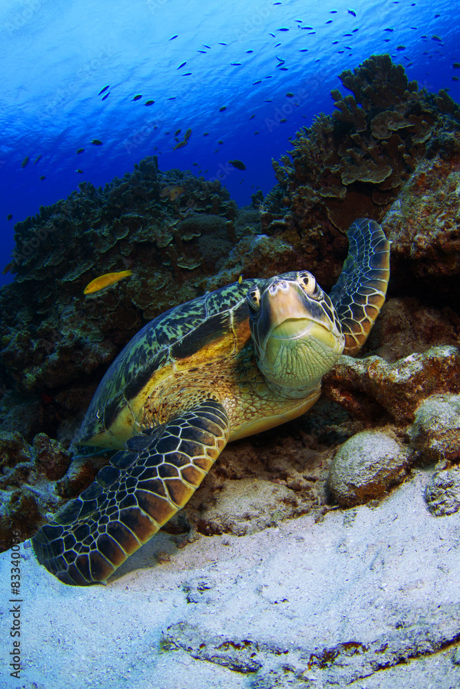 Obraz premium アオウミガメ