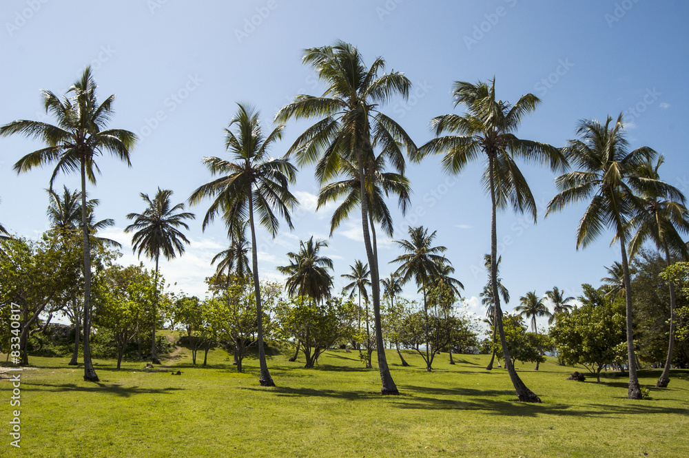 Palm trees golf terrain in Cayo Levantado, Dominican Republic. Palm trees golf terrain in Cayo Levantado, Dominican Republic.