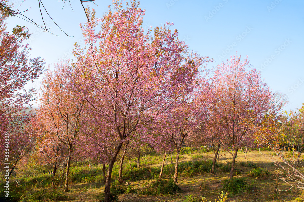 Sakura flowers blooming blossom in PhuLomLo Loei Province , Thai