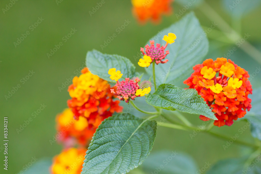 Lantana camara flowers Lantana camara flowers