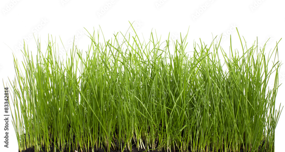 Fototapeta premium Grass on White - Stock image