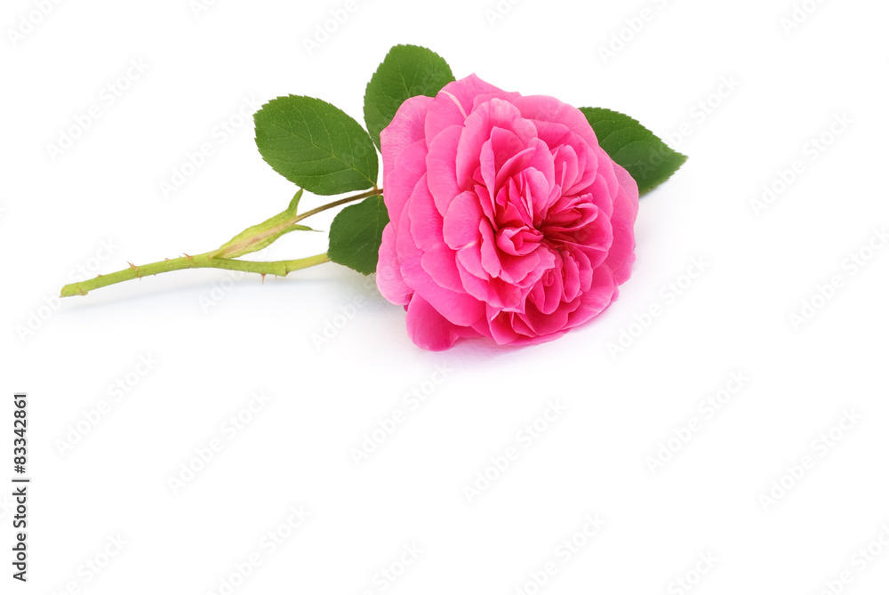 Fototapeta premium Rose