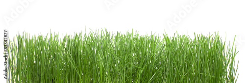 Grass on White - Stock image