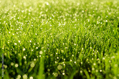 Sunny abstract green nature background. Selective focus