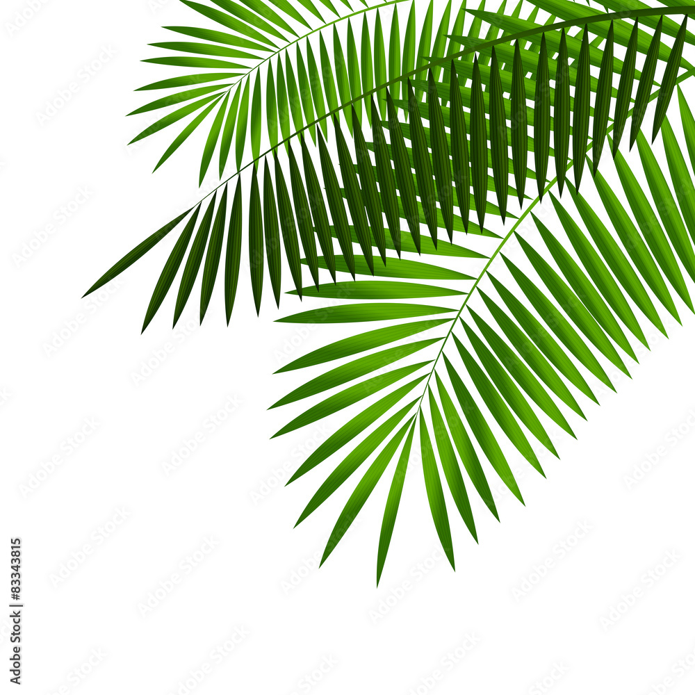 Obraz premium Palm Leaf Vector Illustration