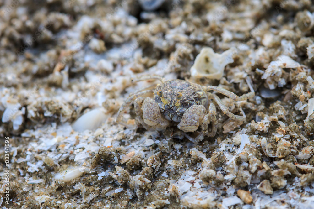 crab on a background of sand