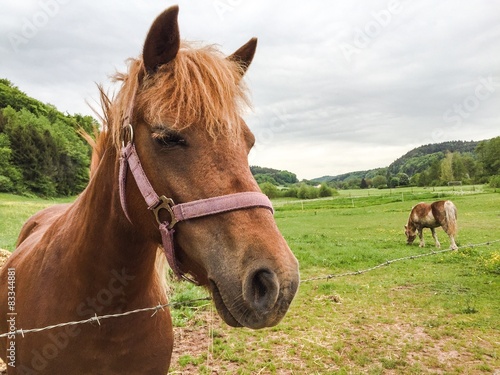Pferdekoppel © Henry Czauderna