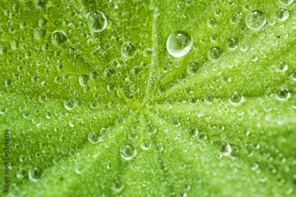 Dew drops on leaf background