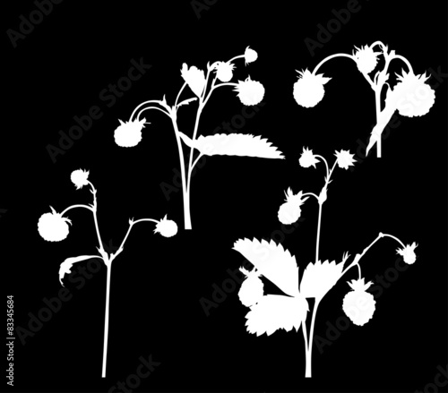 set of four wild strawberry branches silhouettes isolated on bla