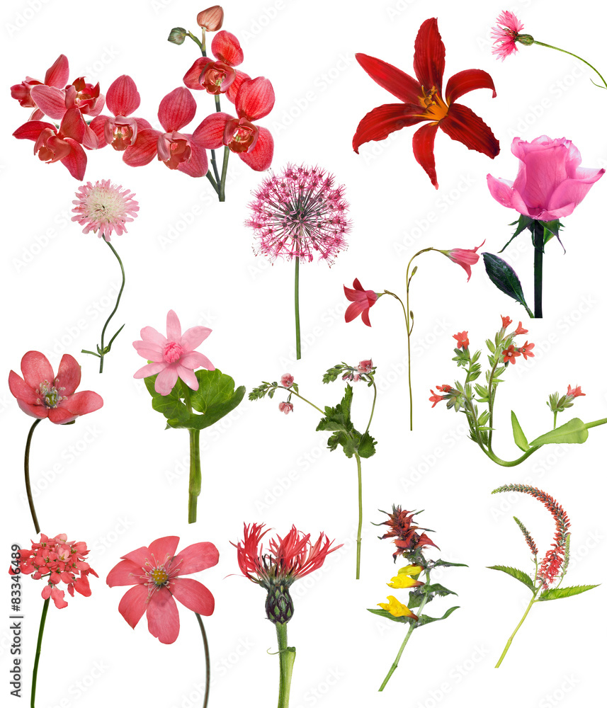 sixteen red flowers collection sixteen red flowers collection