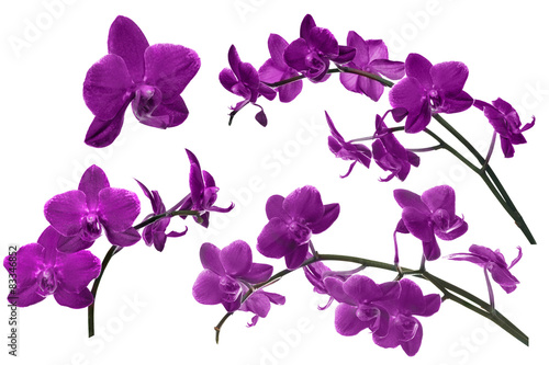 dark lilac orchid flowers collection isolated on white