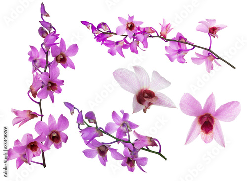 set of pink orchid flowers with purple centers