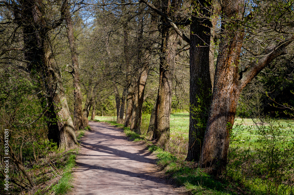 Obraz premium Magic forest way