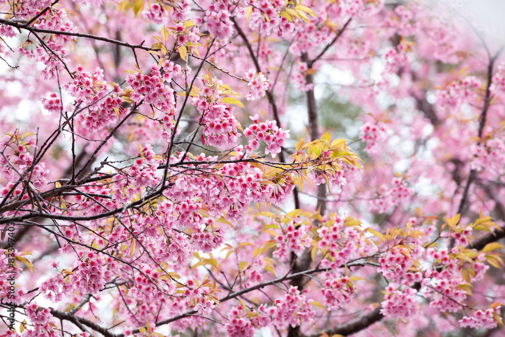 Close up branch with pink sakura blossoms Close up branch with pink sakura blossoms