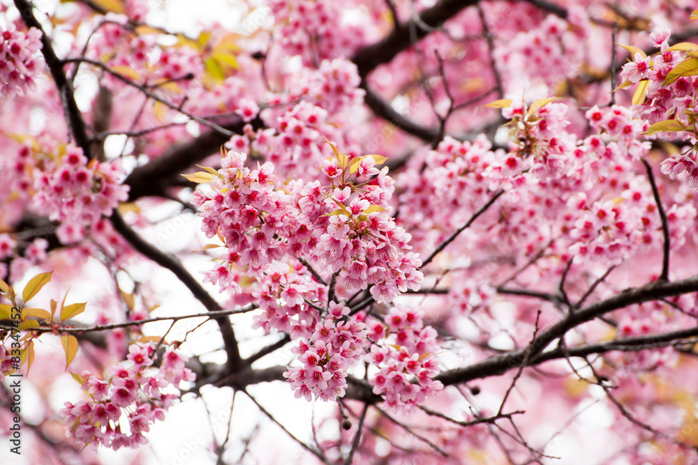 Close up branch with pink sakura blossoms