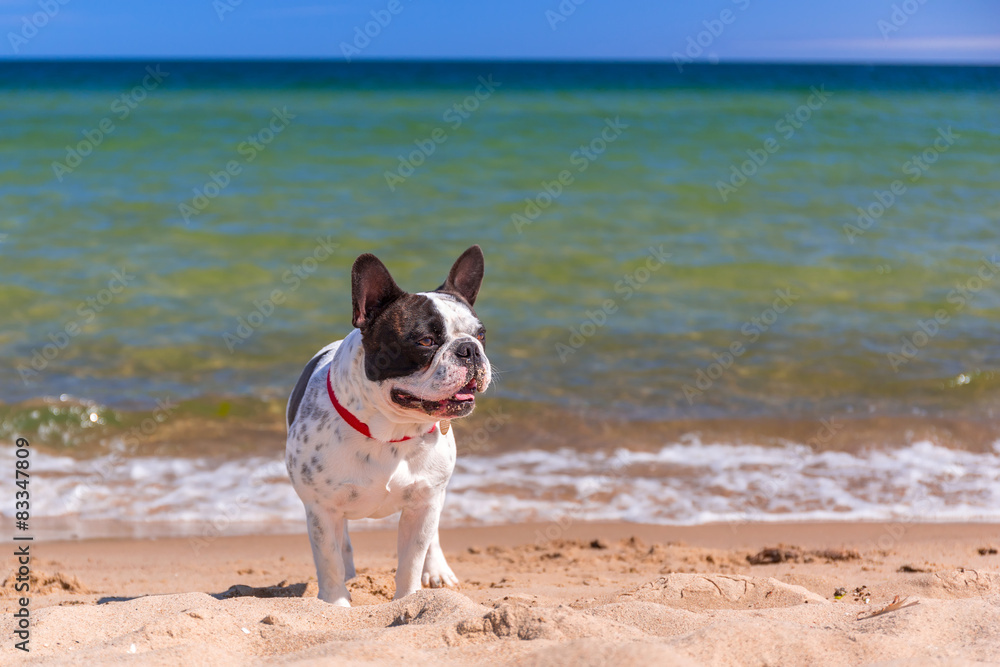 French bulldog on the beach of Baltic sea